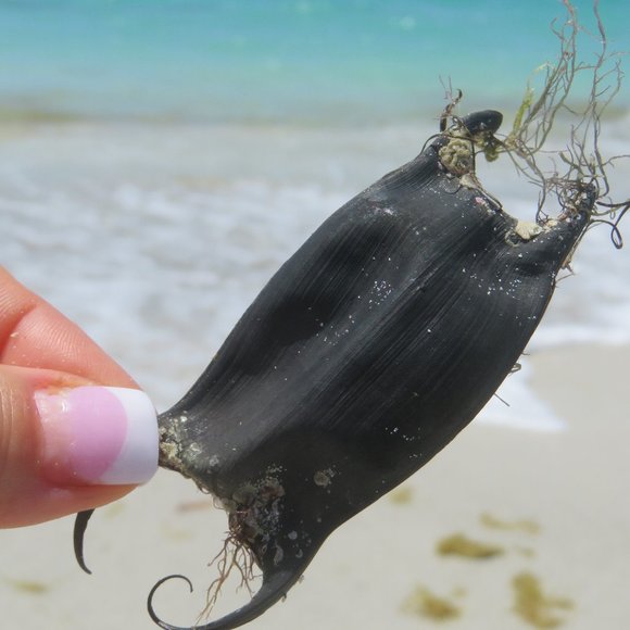 Mermaid's Purse or Devil's Purse? 3 Naturally Dried Shark / Skate / Ray Egg Case - Picture 1 of 10